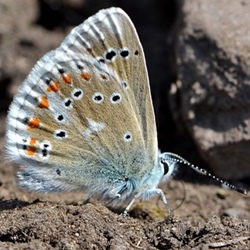 Polyommatus dorylas
